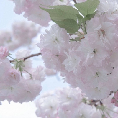 兽设萌新入门指南FurryQQ群